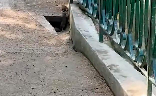 Las ratitas presumidas de la Plaza de Gipuzkoa