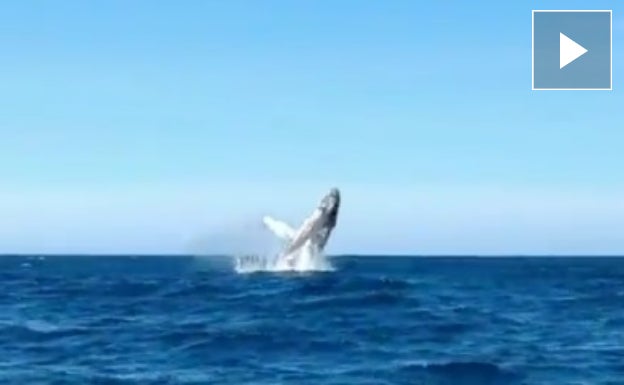 Avistan una ballena jorobada de unos 15 metros en Zumaia