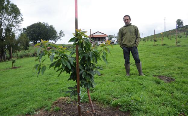 Aguacates ecológicos en Peñas de Aia