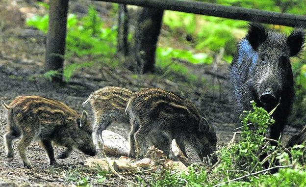 Comienzan las batidas de caza para controlar la población de jabalíes