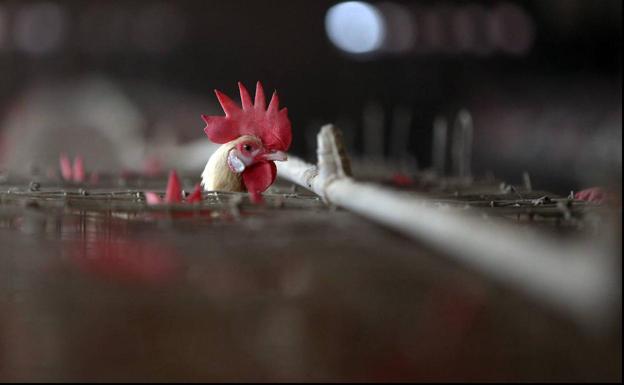 Detectan en Guadalajara el primer caso español de gripe aviar en humanos