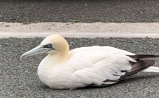 Eguzki alerta de la presencia de alcatraces enfermos y de su relación con la gripe aviar