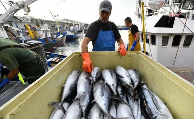 La campaña del bonito concluirá la semana que viene cuando se pesque el 90% de la cuota