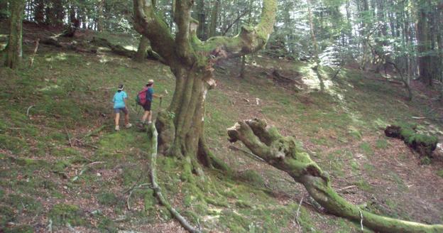 Hiru irteera Artikutza ezagutzen sakontzeko eta udazkenaz gozatzeko