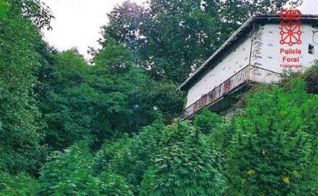 Tres detenidos en la comarca de Bortziriak por cultivar 94 plantas de marihuana