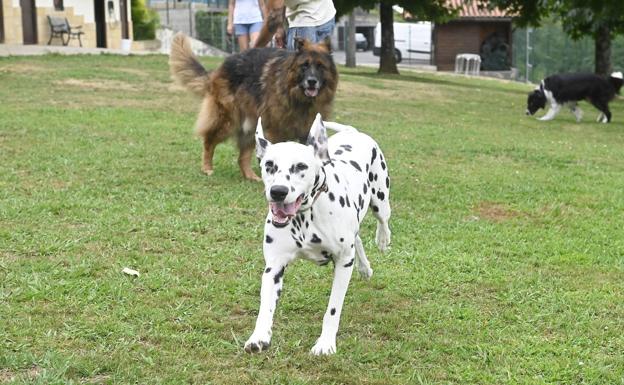 Los más de 110.000 perros de Gipuzkoa, obligados a estar vacunados de la rabia