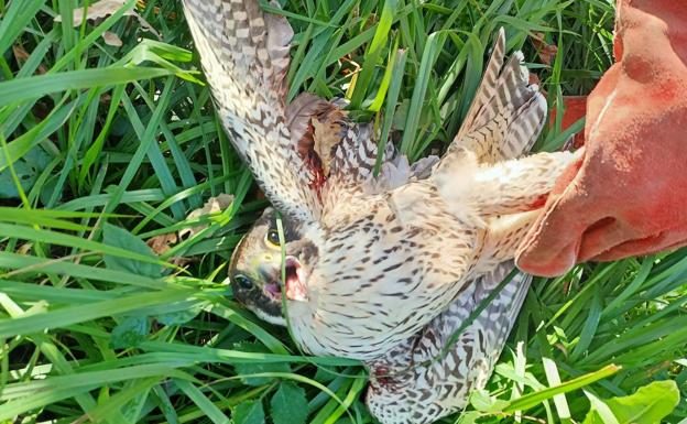 Eguzki denuncia el abatimiento a tiros de un halcón peregrino en Jaizkibel: «Otro más»