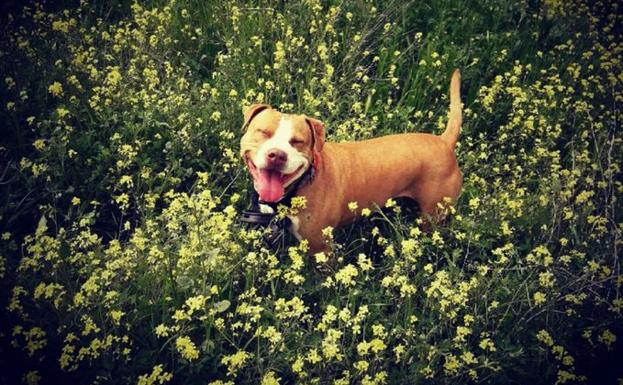 Muerre un perro al lanzarse por una ventana tras escuchar un petardazo