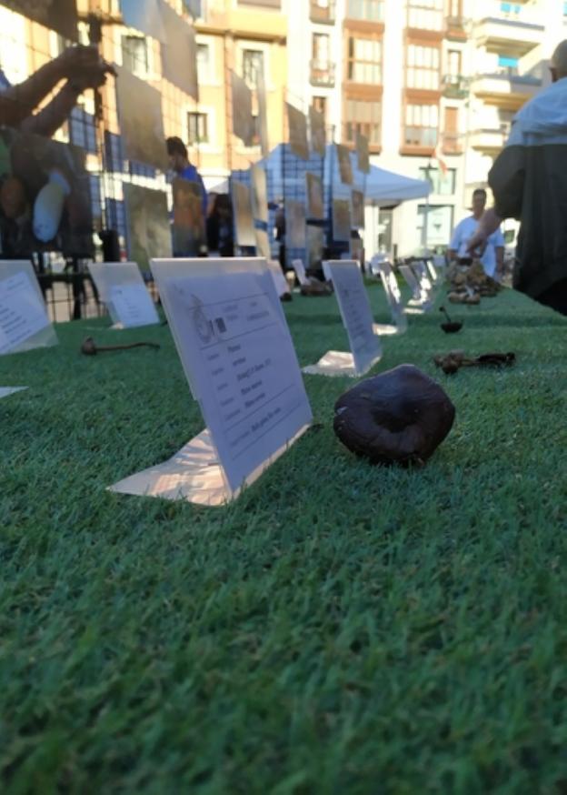 Mikologika, espectacular