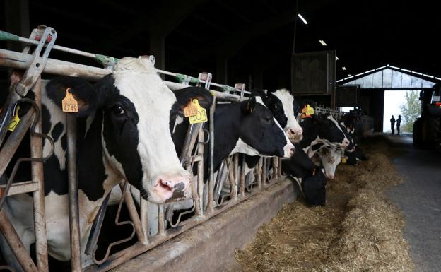 El Gobierno Vasco reconoce que la situación del sector primario es «preocupante, pero no catastrófica»