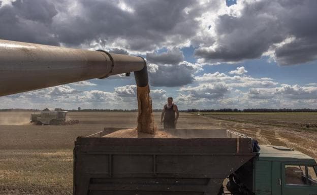 A combine unloads wheat into a truck in the kyiv region. 