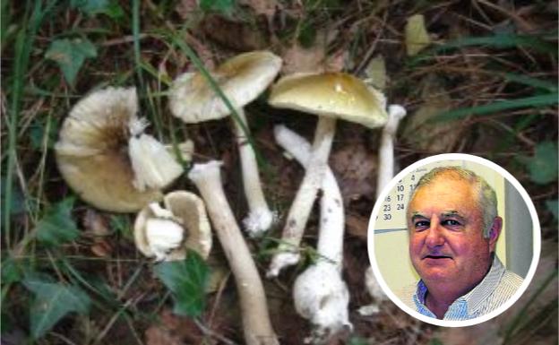 «La 'Amanita Phalloides' es la seta más peligrosa que tenemos aquí»