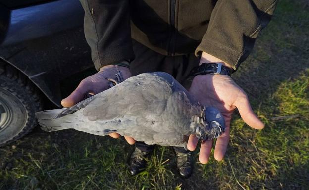 Un cartel informará a los cazadores sobre cómo actuar frente a la gripe aviar
