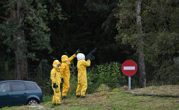 A tiros contra la avispa asiática en Donostia