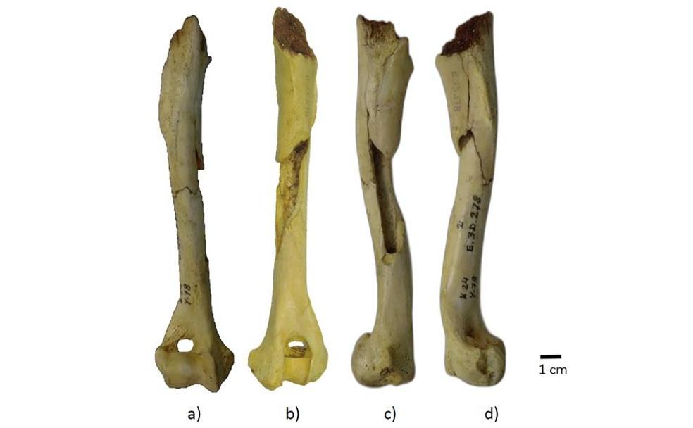 Uno de los perros domésticos más antiguos de Europa vivió en el País Vasco