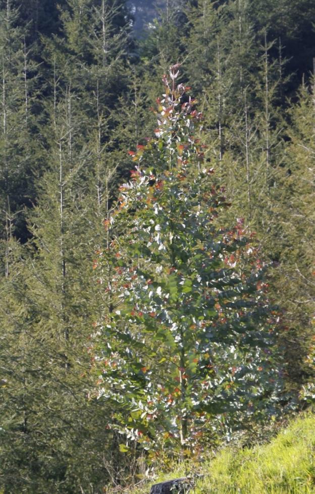 La Diputación talará un rodal de eucalipto para evitar su expansión