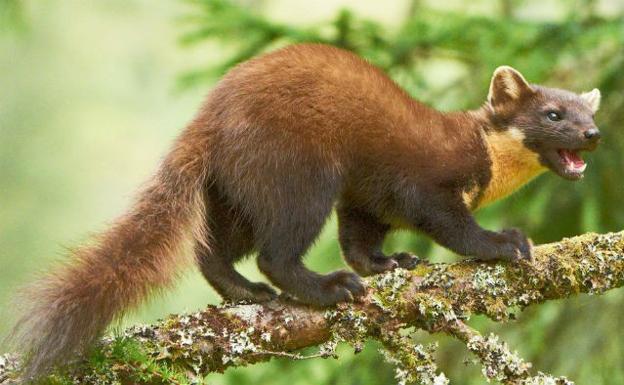 La marta vuelve a ser vista en Donostia