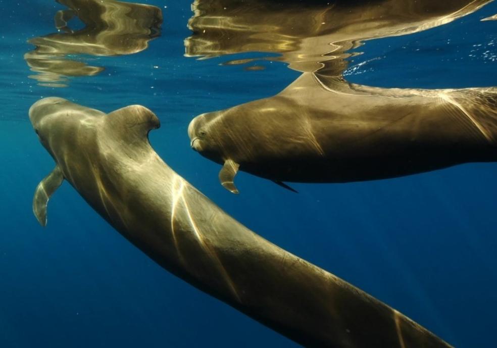 Eibar tendrá unas jornadas que le acercarán a los mares