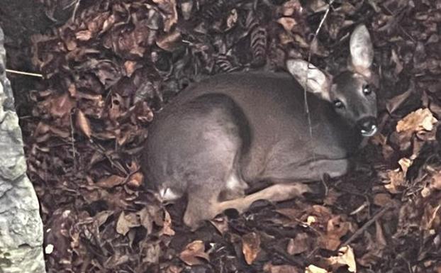 La UVR de la Ertzaintza rescata a un corzo atrapado en una sima en Arrasate