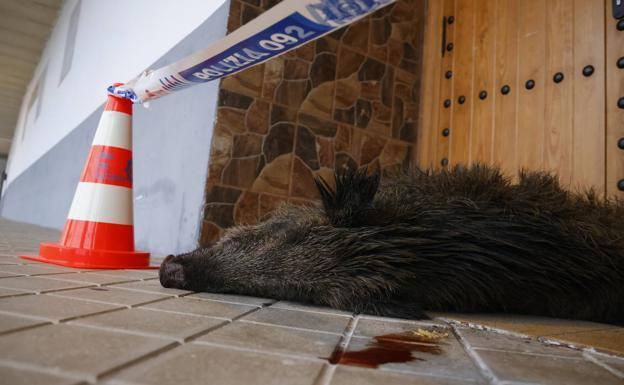 Dejan un jabalí muerto en la puerta de una mezquita de Vitoria