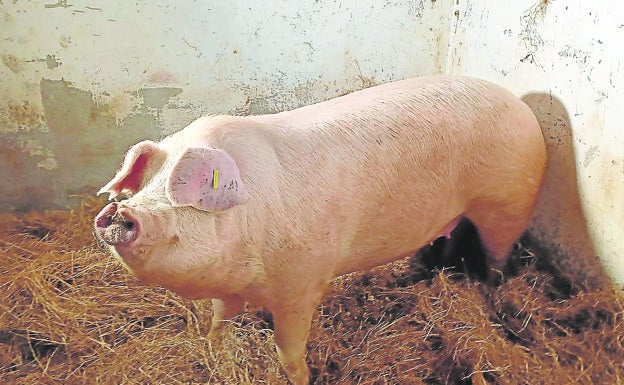 'Roxaito', la gran dama de Santo Tomás