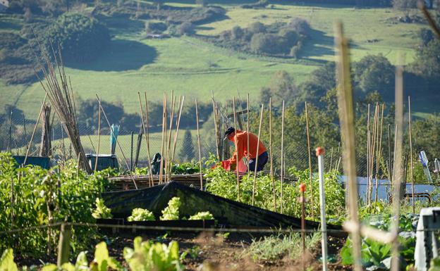 El plazo para solicitar una huerta en Marrus se abre este viernes