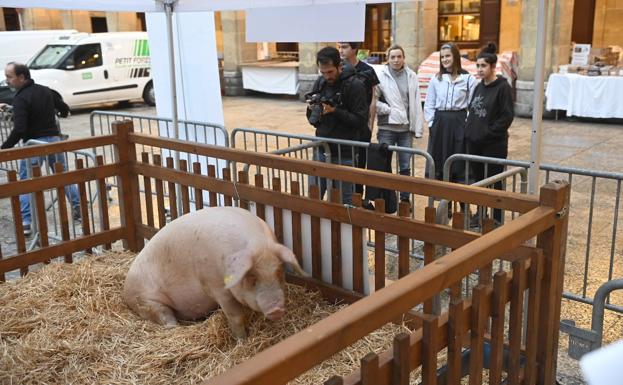 Así ha llegado 'Roxaito' a la plaza de la Constitución