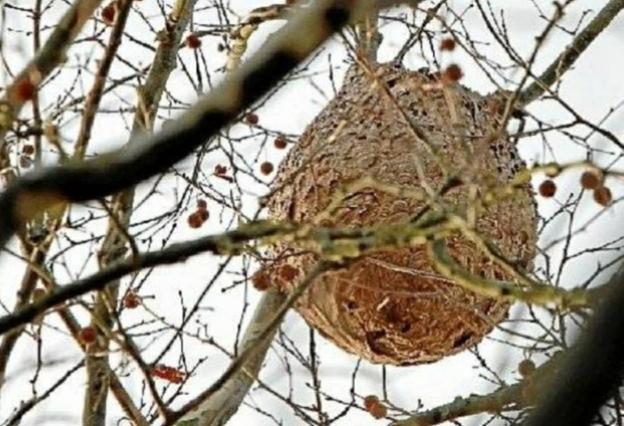 Finaliza la campaña 2022 contra la avispa asiática con 25 nidos destruidos