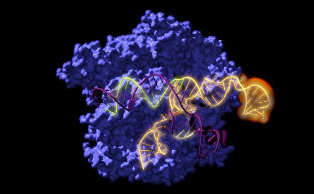 Descubren una herramienta ancestral para abordar el cáncer o la diabetes