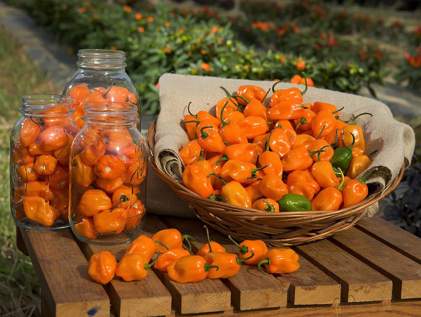 Chiles que potencian el 'fuego' de las recetas | El Diario Vasco