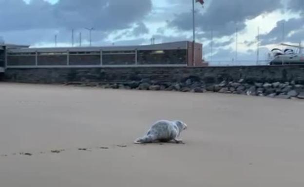 Aparece una nueva foca en la costa guipuzcoana, la segunda de la semana