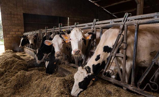 El alza del precio de venta de la leche un 50% en 15 meses alivia la situación de los ganaderos