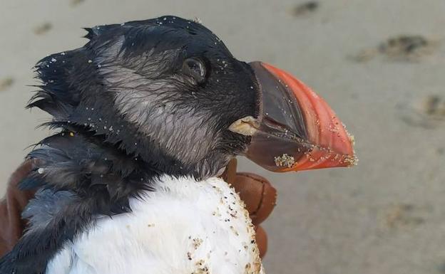 El temporal arrastra una «inusual» cantidad de frailecillos muertos a la costa de Gipuzkoa