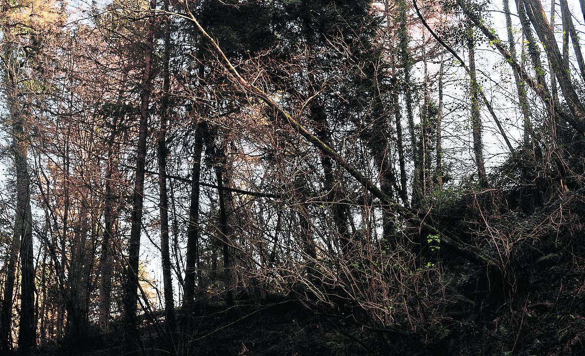 El Ayuntamiento de Donostia va a talar por seguridad 28 árboles en el bosque de Miramon