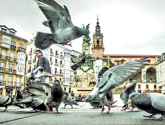 Vitoria lucha contra la sobrepoblación de palomas hasta con señales