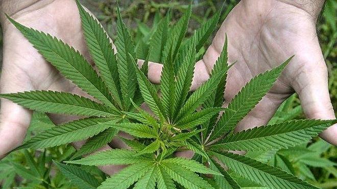 Uruguay venderá legalmente marihuana a algo menos de un euro el gramo