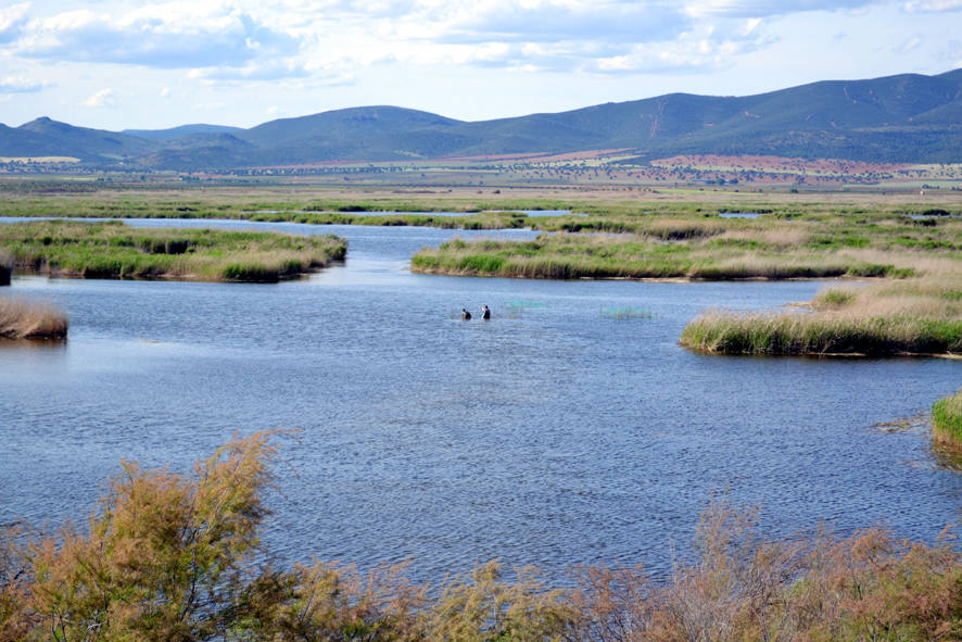 El Parque Nacional de Las Tablas de Daimiel se queda sin aves acuáticas