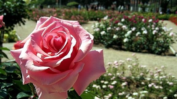 Monsanto patenta una rosa que no se marchita