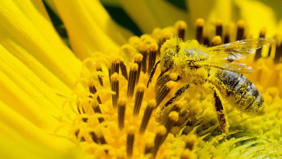 Crean la primera abeja robótica para polinizar los campos