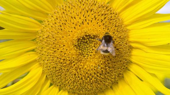 Veneno de abejas para curar dolencias