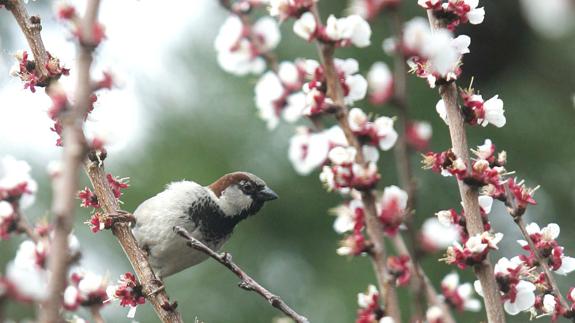 La primavera se estrena este lunes las 11.29 horas