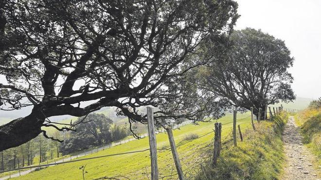 Donde el lagarto se esconde