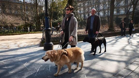 Laguntza txakurren erregistroa sortu du Gipuzkoako Foru Aldundiak