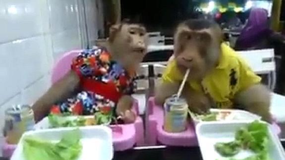monos-comida-restaurante--575x323.jpg