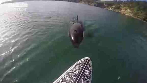 Una ballena persigue a un joven y muerde su 'paddle board'