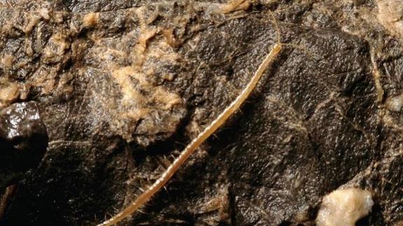 Descubren el 'ciempiés del infierno'