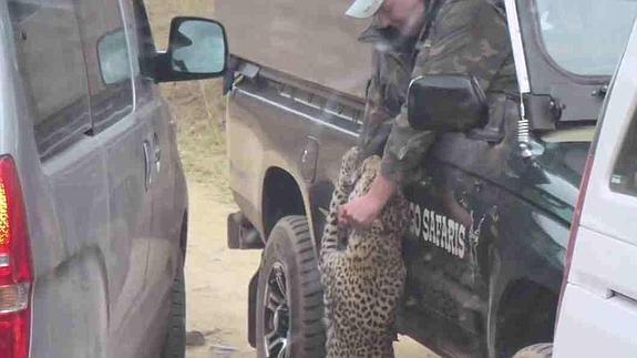 Atropellan dos veces a un leopardo que atacó al guía de un safari en Sudáfrica