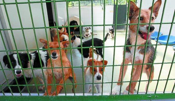 riqueza desarrollo de recoger Una veintena de perros son recogidos de la calle cada semana en Gipuzkoa |  El Diario Vasco