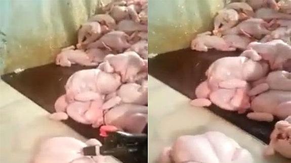 ¿Comería pollos inflados con agua a presión?