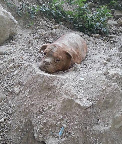 El caso de una perra enterrada viva escandaliza a Francia